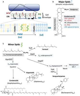 Mini Review: Bacterial Membrane Composition and Its Modulation in Response to Stress